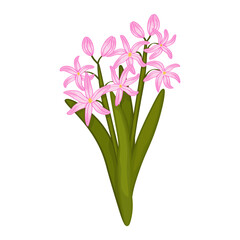 Fototapeta premium Bush of pink chionodoxa flowers with green leaves on white background. Cute spring floral art