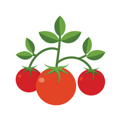 cherry tomatoes isolated on white