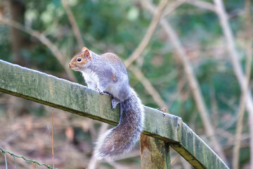 close up portrait of a pretty grey squirrel sitting on a wooden fence