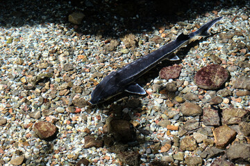 Sturgeon swim in the pond