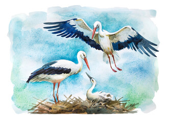 White stork family unity in the nest, peaceful scene, watercolor painting isolated on white