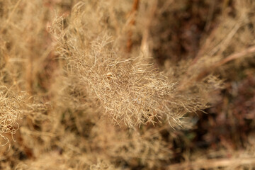 dry grass background