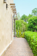 Various cactus and succulent plants in the desert,cactus in the rays of the sun,Giant cactus forest in the desert,succulent plant background,National Park,southeastern.