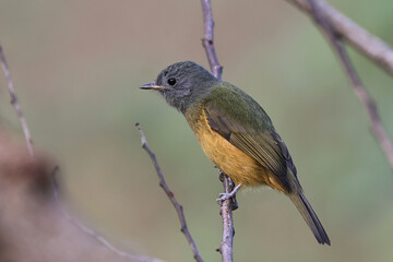 Gray-hooded Flycatcher on a branch in the Atlantic rainforest in Brazil