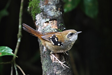 Squamate Antbird on a branch in the Atlantic rainforest in Brazil

