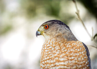 Cooper's Hawk portrait in my neighbor's tree
