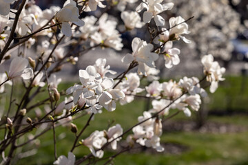 White magnolia flowers blooming in spring sunlight