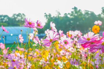 Pink and Yellow cosmos flowers blooming in garden,wild pink cosmos flowers in spring day,autumn season,view of the various cosmos flowers,Selective focus.