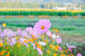 Fototapeta premium Beautiful cosmos flowers blooming in garden,wild pink cosmos flowers in spring day,view of the various cosmos flowers,Selective focus.