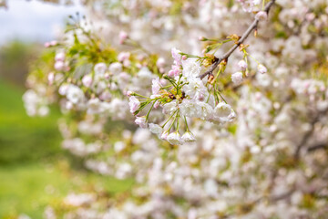White cherry blossom flowers blooming on branch in spring