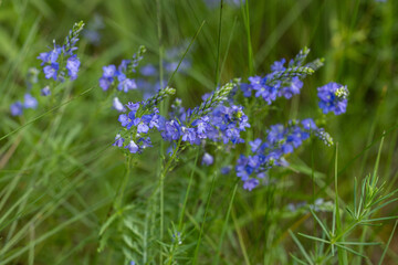 Delicate purple veronica flowers blooming in green meadow