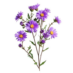PNG Delicate Purple Aster Flowers Branch Against Transparent Background for Floral Illustrations, Botanical Art, or Nature-Inspired Designs.
