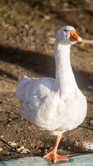 White duck standing on one leg, enjoying the sunlight in a natural setting