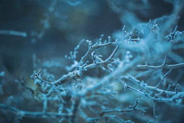 Frost-covered branches stretch across a tranquil landscape, glistening under the soft winter light. The scene captures the serene stillness of nature during early morning