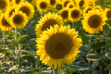 Naklejka premium Sunflower blooming in a field of sunflowers during summer