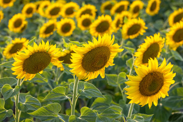 Sunflowers blooming in a field of green leaves