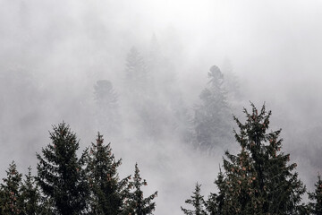 Fog envelops a dense forest, creating a mysterious and serene atmosphere. The tops of evergreen trees peek through the mist, adding depth and intrigue to the scene.