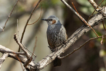 耕作地のヒヨドリ
