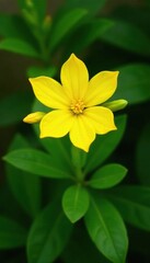 Obraz premium Yellow Galphimia brasiliensis in full bloom with green foliage, yellow, garden, plants