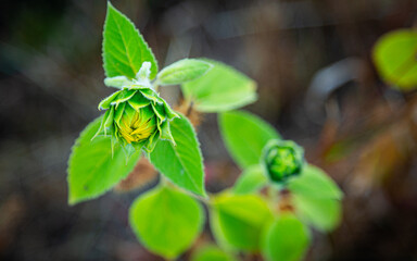 A small sunflower grows in a field