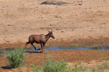 Leierantilope oder Halbmondantilope / Common tsessebe / Damaliscus lunatus.