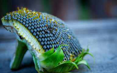 half of a broken sunflower lies on a wooden table