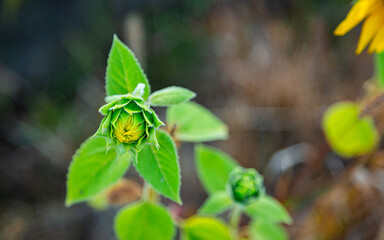 A small sunflower grows in a field