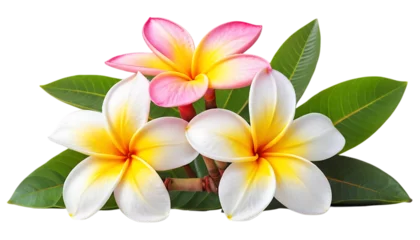 Gardinen plumeria flower png © Saad