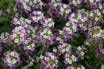 Obraz premium Lobularia blooms on a flower bed