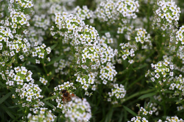 Lobularia blooms on a flower bed
