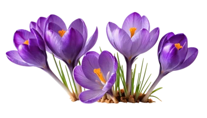 Velours gordijnen Purple crocus png © Saad