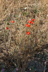a red poppy flower blooming in the field. Samoseika flower