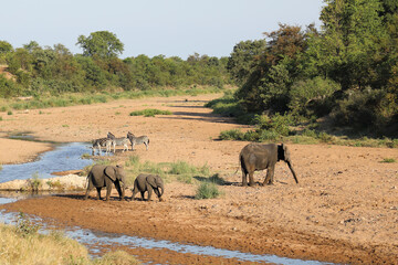 Afrikanischer Elefant und Steppenzebra im Tsendze River/ African elephant  and Burchell's zebra in...