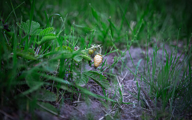 White small strawberry berry growing