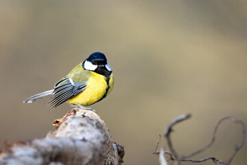 A great tit (Parus major) foraging for food on a branch during winter, surrounded by a frosty and snowy environment.