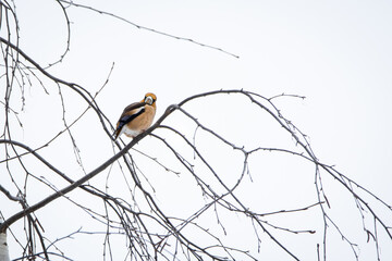 A hawfinch (Coccothraustes coccothraustes) perched on thin branches in a tree, blending into its natural woodland environment.