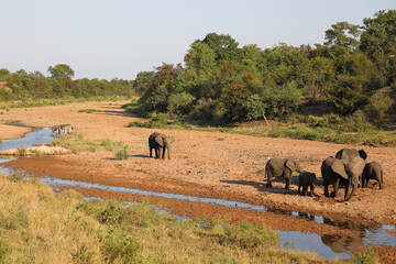 Afrikanischer Elefant im Tsendze River/ African elephant in Tsendze River / Loxodonta africana.