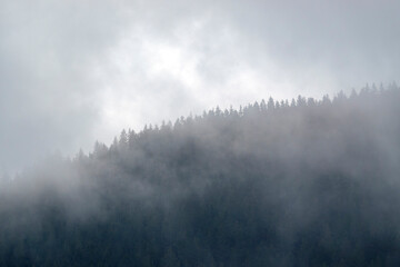 A layer of mist envelops the coniferous forest, creating a mysterious and serene atmosphere. The treetops peek through the fog, contrasting against the soft, grey sky.