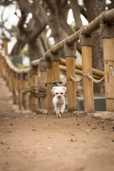 Cute little miniature poodle toy dog standing in the park.