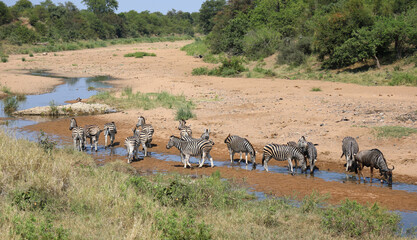 Streifengnu und Steppenzebra im Tsendze River/ Blue wildebeest and Burchell's zebra in Tsendze...