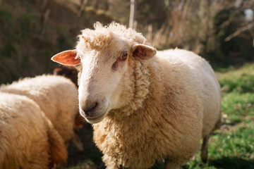 Sheep grazing in green pasture on sunny day celebrating farm workers. Close up of sheep grazing in green pasture on a sunny day, celebrating the hard work of farm workers on international workers' day