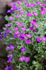 Aubrieta blooms in a flower bed in the garden