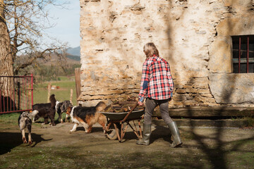 Farmer pushing wheelbarrow with firewood at rural farm with dogs. Female farmer pushing wheelbarrow...