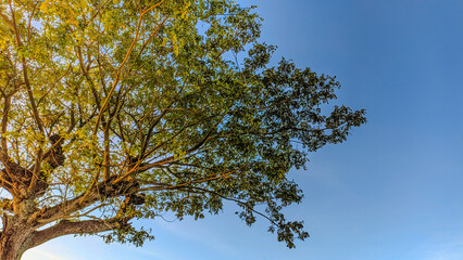 tree branches against blue sky
