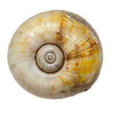Detailed Close up of a Spiral Snail Shell Showing Textured Surface and Shell Pattern