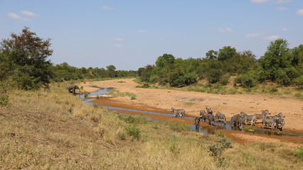 Afrikanischer Elefant und Steppenzebra im Tsendze River/ African elephant  and Burchell's zebra in...