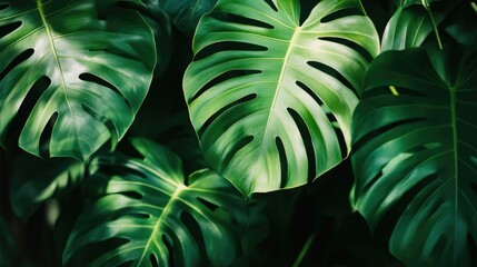 Lush Tropical Monstera Leaves, A Vibrant Green Paradise