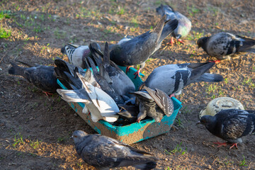 Bird feeding. Flock of pigeons eating food from bowl on sunny morning.