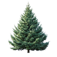 Fototapeta premium [Transparent Background PNG]Majestic Christmas Tree Isolated on White Background