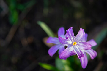 Fototapeta premium Beautiful pink purple Chionodoxa flower close-up. Primrose. Early flowers